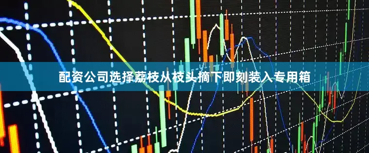配资公司选择荔枝从枝头摘下即刻装入专用箱